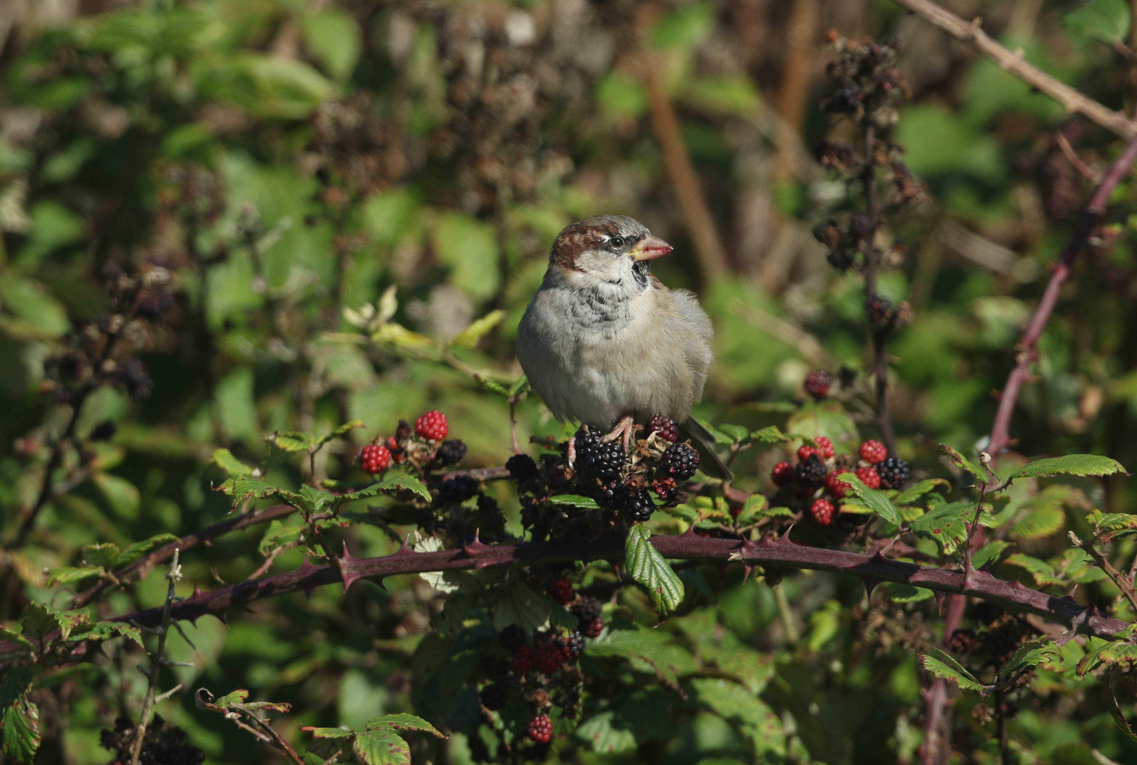 Tired of Birds Eating Your Berries? Here's How to Stop Them, According tor Experts