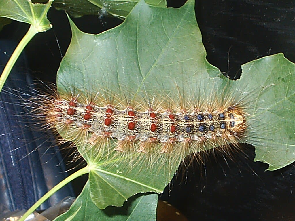Are These Caterpillars Damaging Your Oak Trees? See the Photos to Know