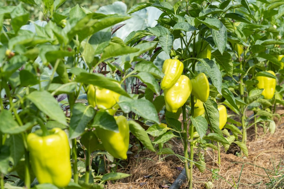 This DIY Kitchen Upgrade Is Giving - Shutterstock 2241874267 1200x800 