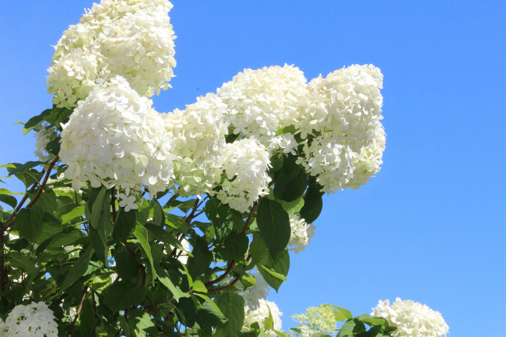 How to Care for a Hydrangea Plant: Expert Tips