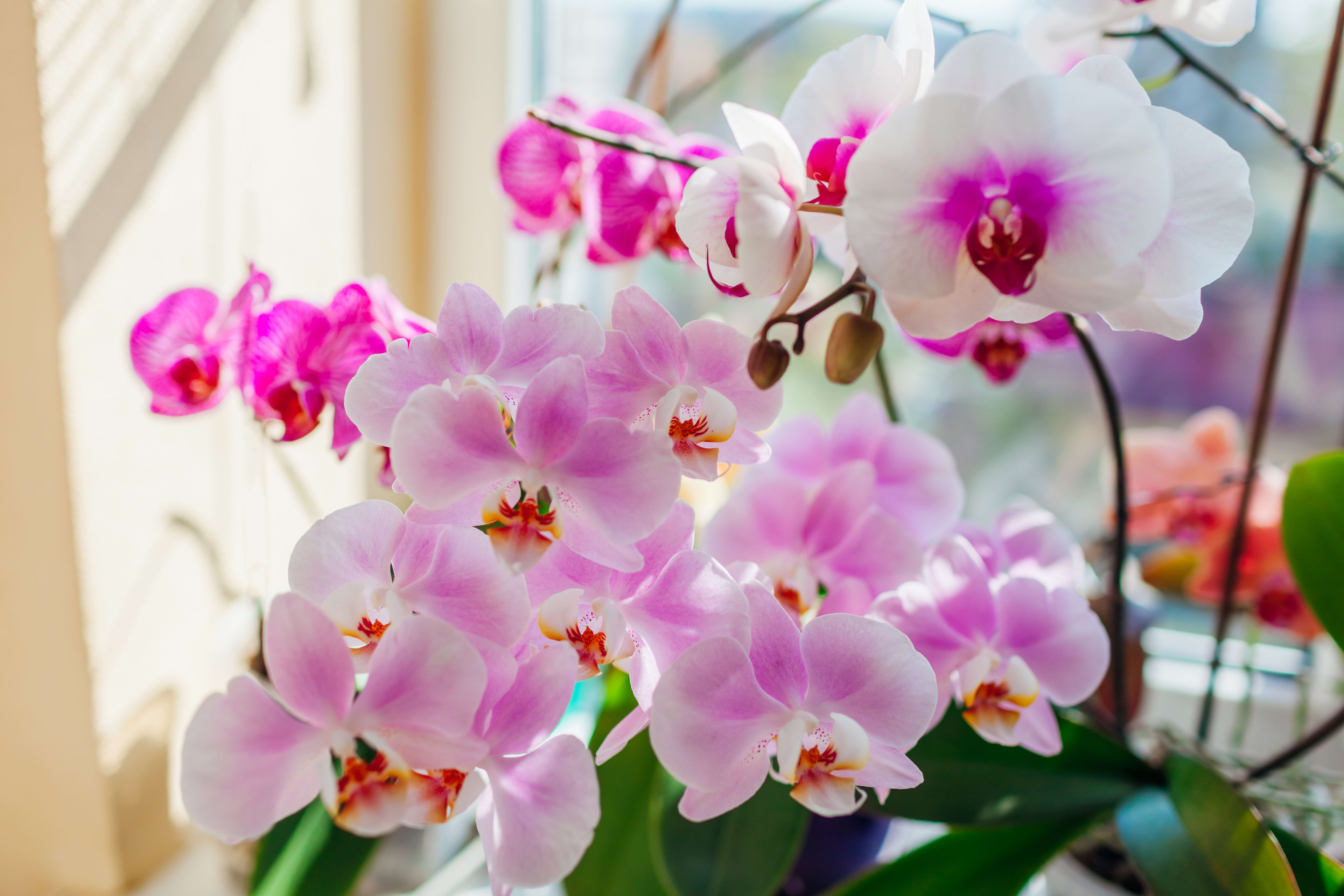 How Often Do Orchids Bloom? - Dengarden, image size:3840x2560