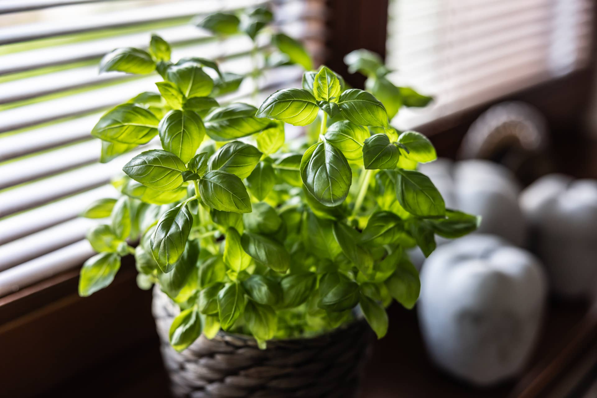 12 Best Herbs to Grow Indoors This Winter - Dengarden