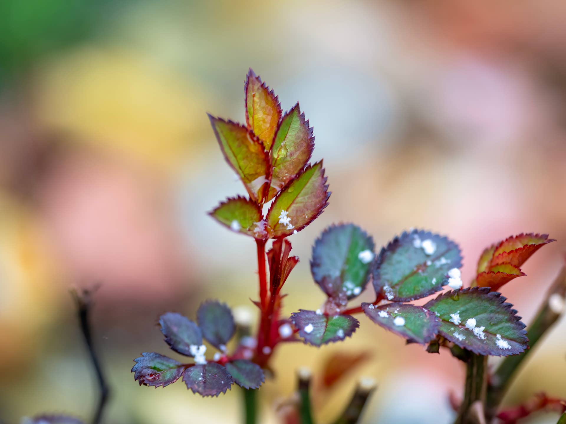 8 Plants You Should Never Cut Back In Winter, According to Garden Pros ...