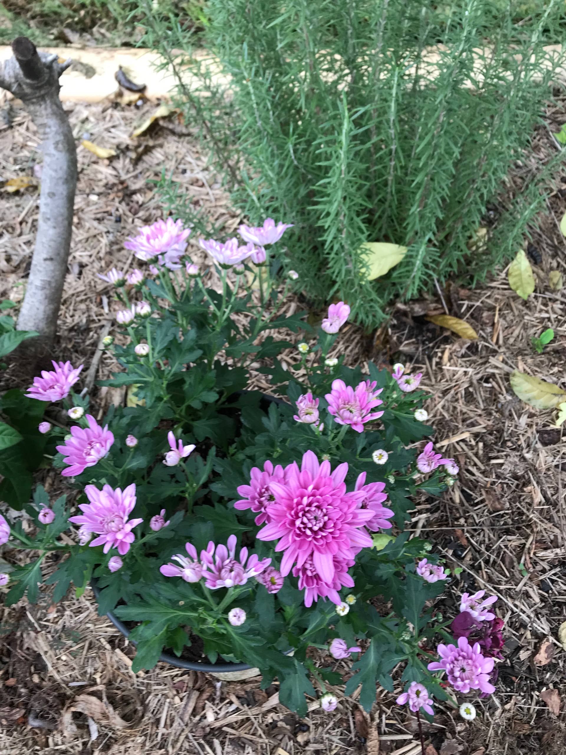 How To Stop Deer From Eating Your Mums - Dengarden