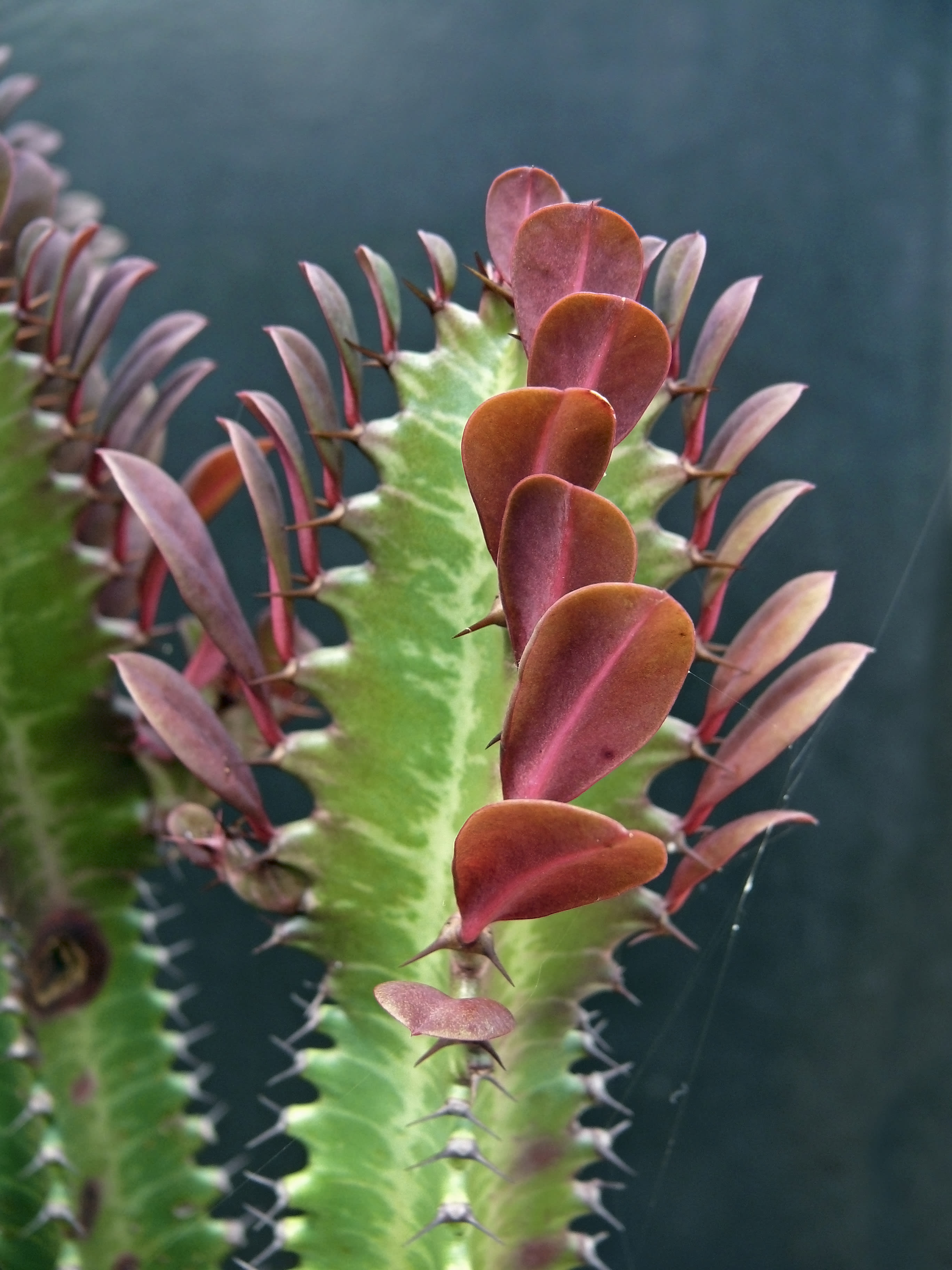 Euphorbia Trigona Rubra - 60 cm, image size:2736x3648