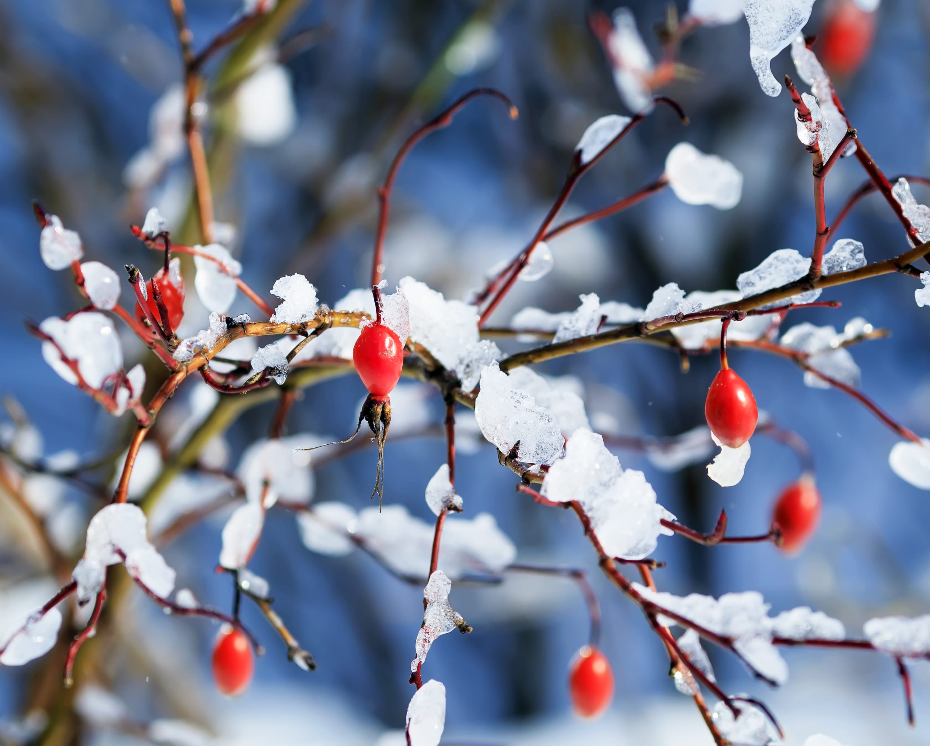 How to Winterize Rose Bushes - Dengarden