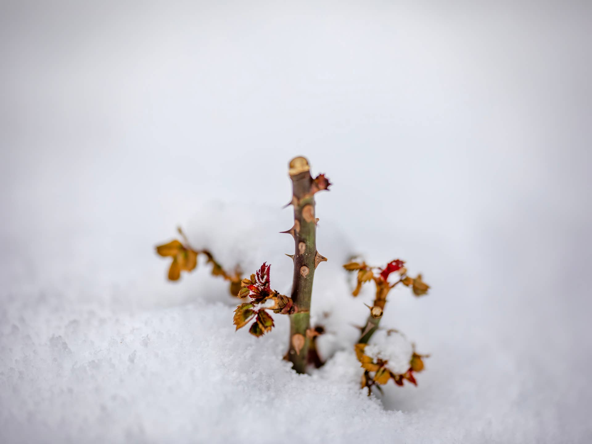 How to Winterize Rose Bushes - Dengarden