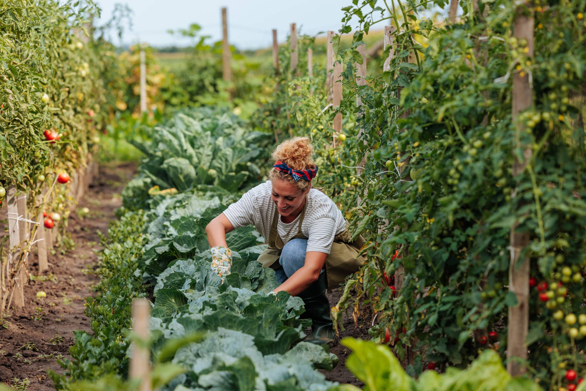 What Is Crop Rotation and What Can It Do for Your Garden? - Dengarden