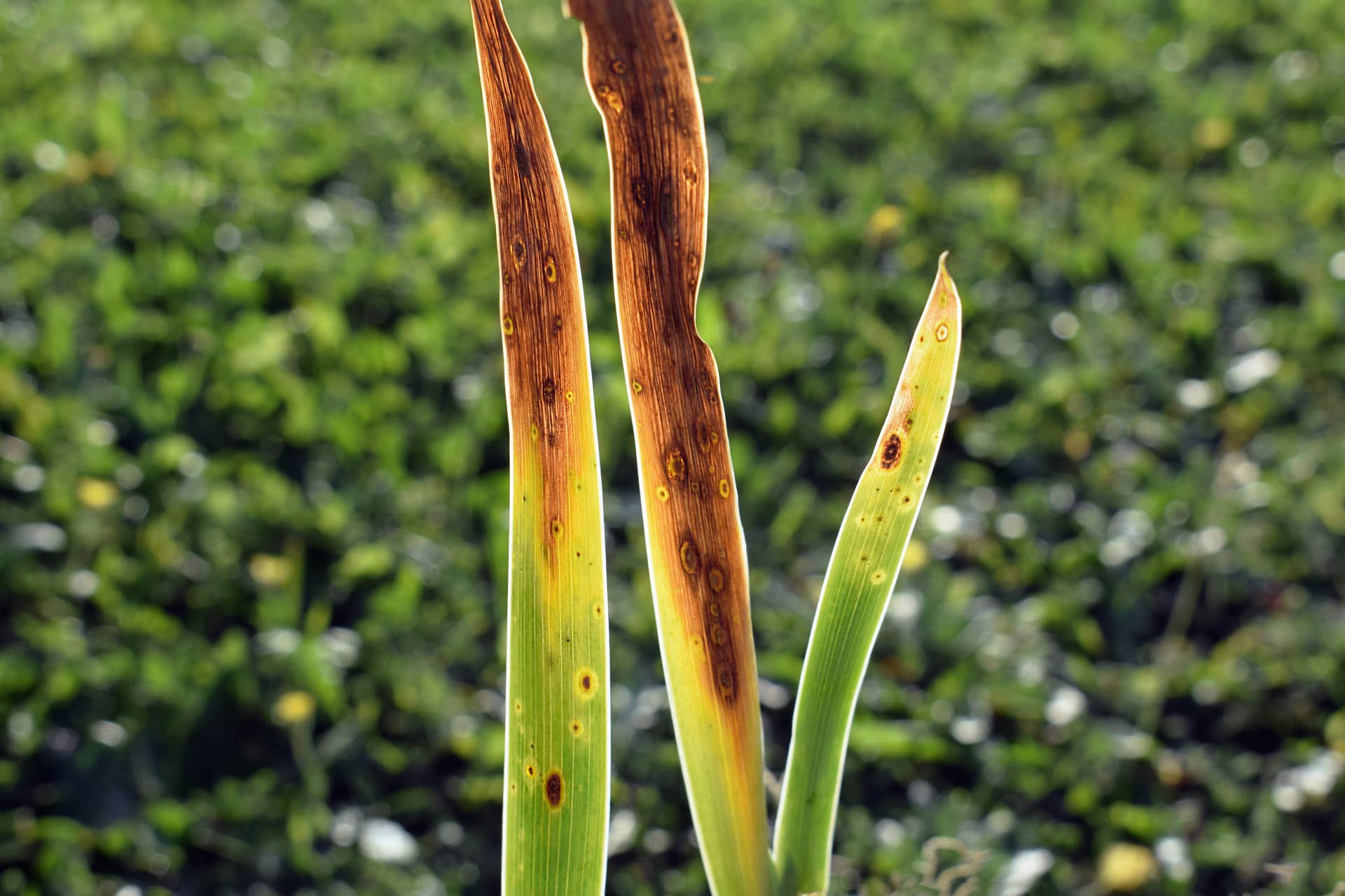 How to Grow and Care for Irises, According to Gardening Experts - Dengarden