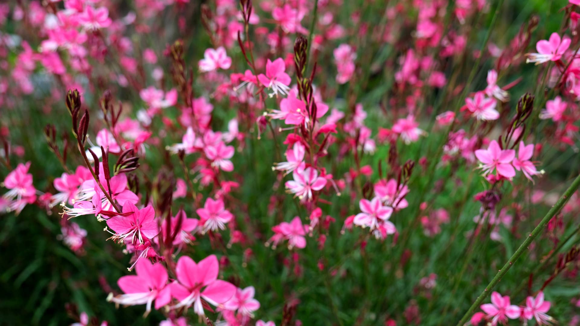 8 Cottage Garden Plants That Practically Take Care of Themselves ...