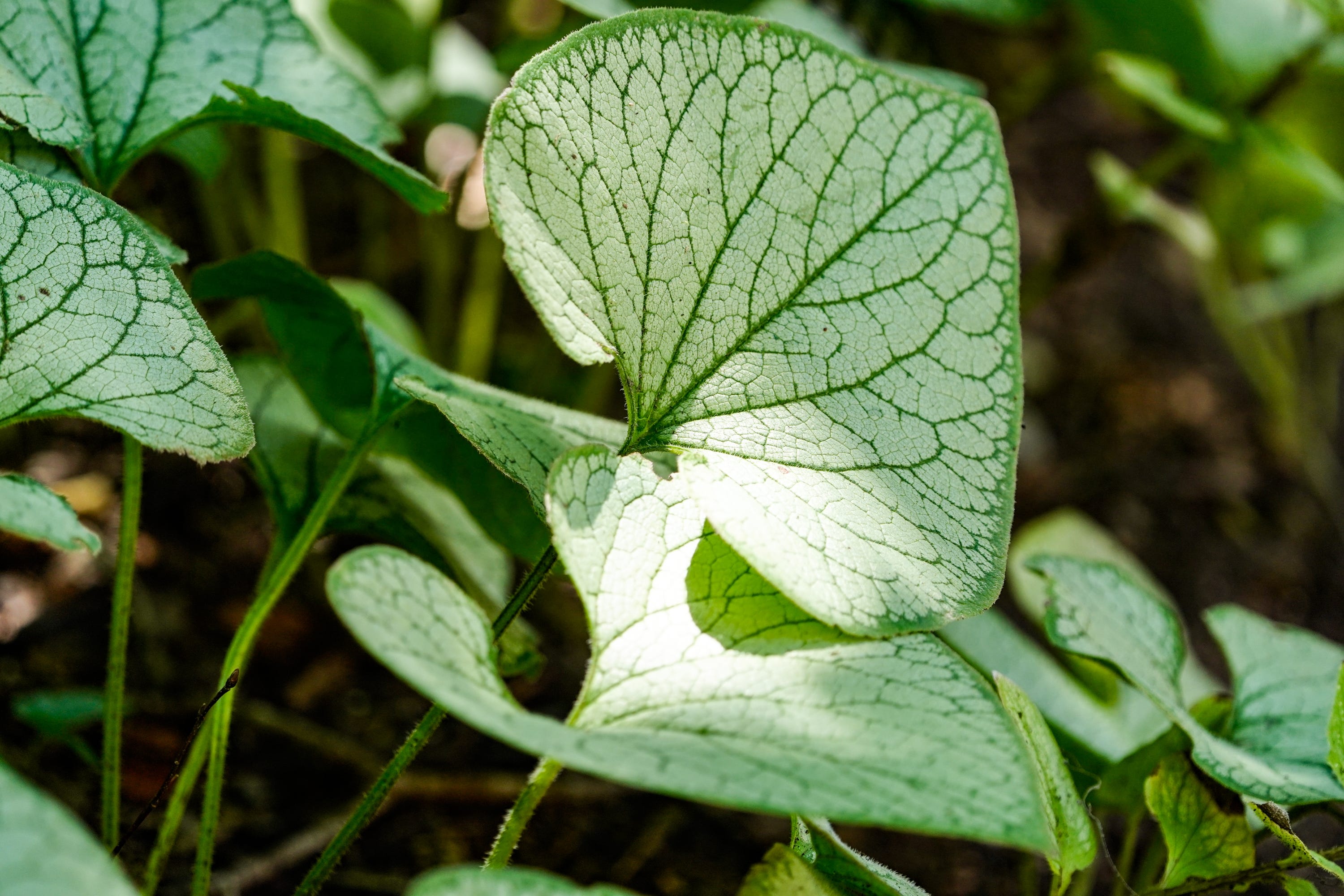 9 Gorgeous Companion Plants for Lush Hosta Shade Gardens - Dengarden